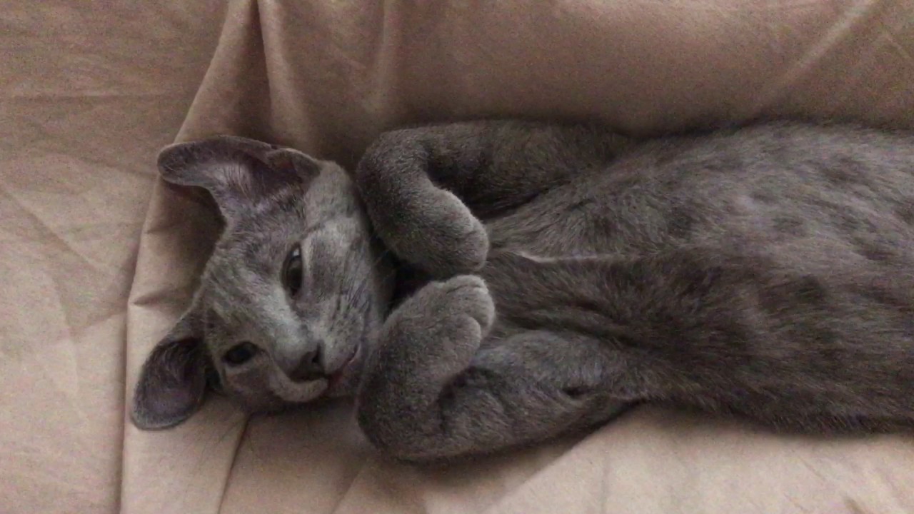 Hi humans ||| Cat's manipulation tactic 1: the purr ||| Táctica de manipulación felina 1: ronronear