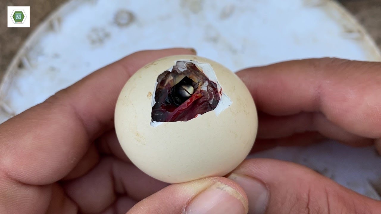 Rescue and breed young chicken YouTube