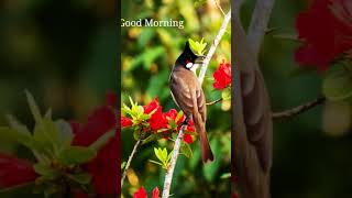 Healing sound of bird#viral #birds #birdsounds #nature #naturelovers #trendingshorts