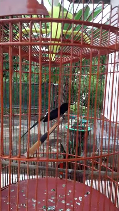 MB NAGASEWU🐉 - (Bossman Tiger - Tiger Birdfarm Bengkulu)