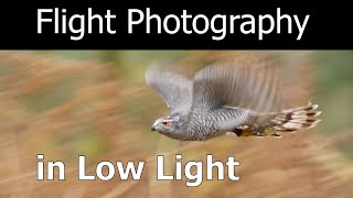 How to Photograph Birds in Flight in Low Light