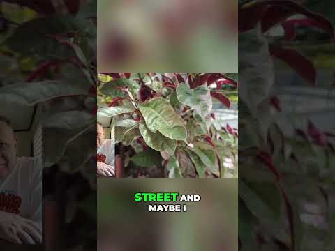 Expats Invade Dumaguete: Is It Still Paradise? #shorts