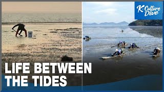 [K-Culture in Photos] Life between the tides: Korea's tidal flats are gaining global recognition