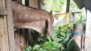 ASMR Goat Eating - Satisfying Crunchy Grass Sounds
