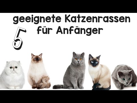 Video: 5 Katzenrassen, die gut trainieren