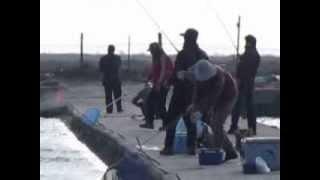 2014/01/09(四) 平日東池 當日片花~!! 大白鯊海釣場
