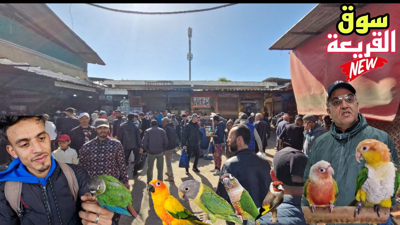 سوق القريعة🔥جولة أجيو نتولعو نتعرفو على أتمنة مختلف أنواع الطيور حصرياعلى قناتكم عالم الطيور