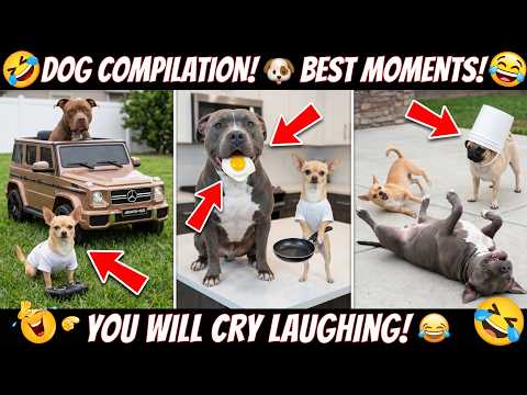 Funniest Dogs On The Internet Right Now! 🐾😂 (May 2026 Edition)