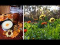 How to Grow, Harvest and Use Calendula🌼🧡+ How to Make Calendula Balm