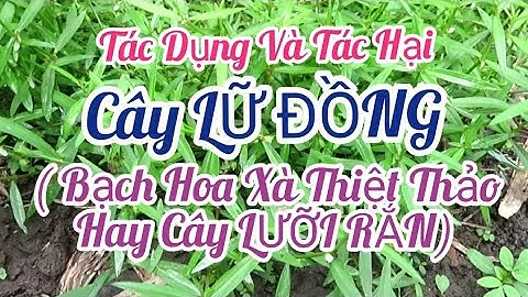 Cây BẠCH HOA XÀ THIỆT THẢO ( Cây LỮ ĐỒNG , Hay Cây LƯỠI RẮN ) / TÁC DỤNG VÀ TÁC HẠI
