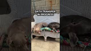 please hold for data transfer. #dog #weimaraner #funnydog #doglover #humor