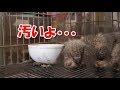 地下室しか知らないパピーミルの犠牲犬！初めてリラックスした表情が愛おしい