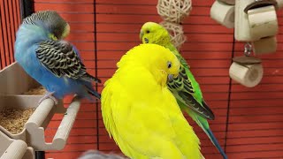 budgie sounds for lonely birds