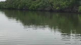 Some tarpon fishing from the lagoon