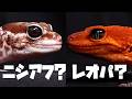 レオパとニシアフ