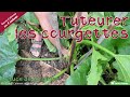 Tuteurer les courgettes - Astuce de jardinier