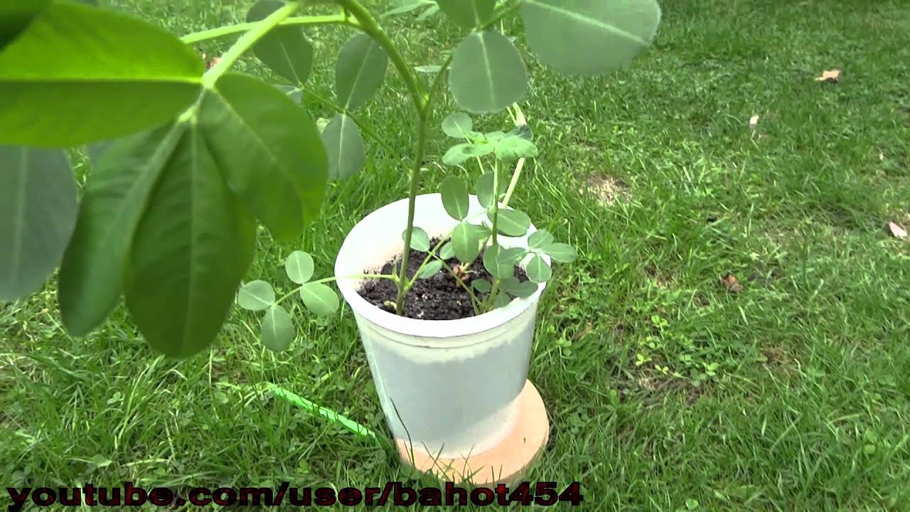 How To Grow Peanuts From Seed UK Part 5 YouTube How To Grow Peanuts From Seed UK Part 5 YouTube