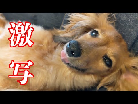 夕日の様に黒目が沈んでいくダックスフンド。