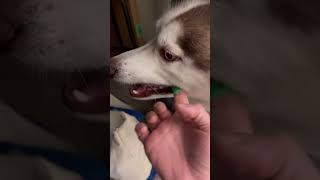 Brushing my huskies teeth