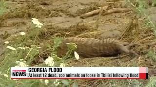 At least 12 dead， dangerous animals on loose in Georgian capital following flood