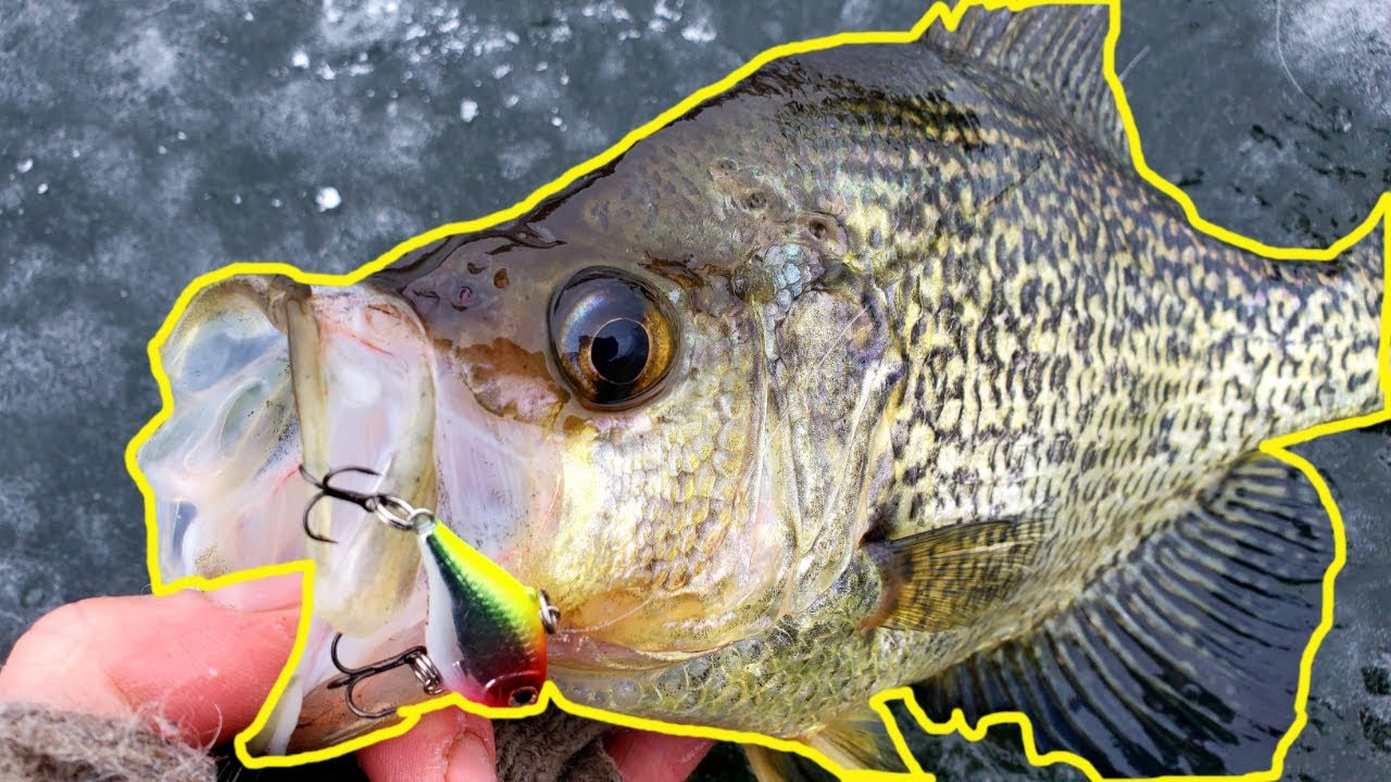 Targeting HUGE Crappies with Rattle Baits 