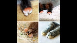 Mind-blowing Fact of the Day: Tarantulas Have "Paws" Like Cats! (8.23.25)