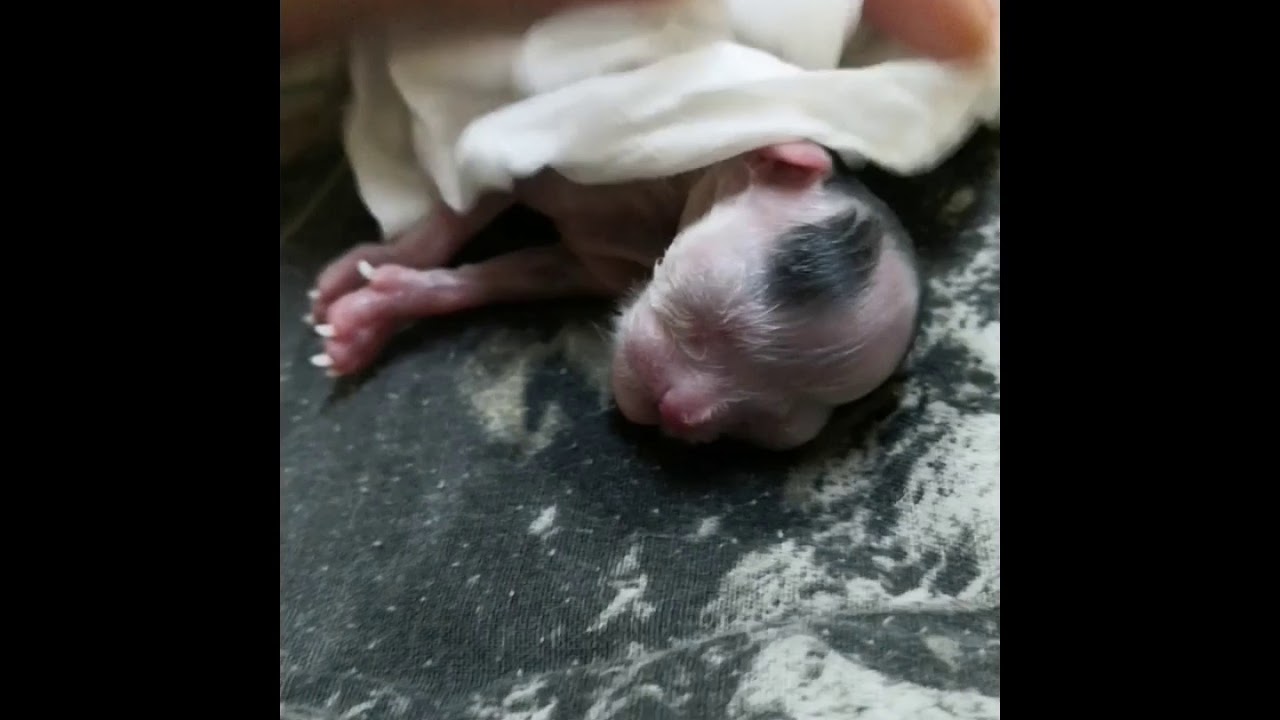 How i revived my newborn cat🙀 