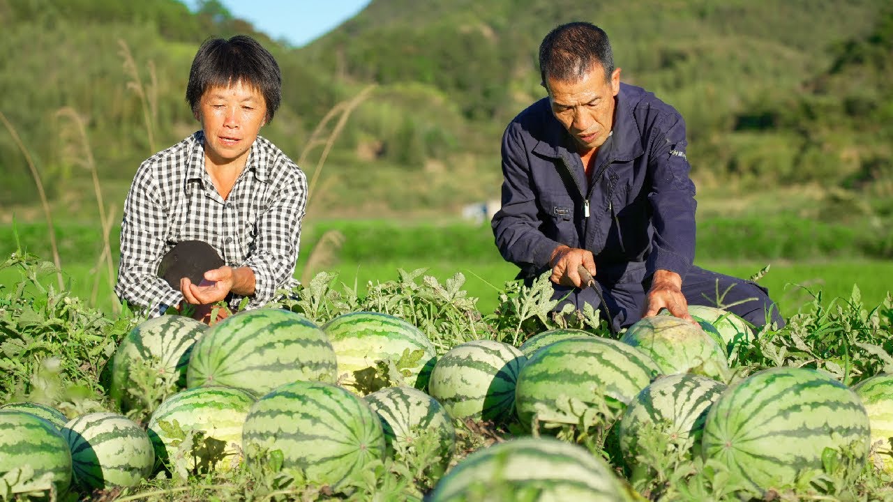 Sweet fields full of watermelon harvest grandma used a melon to