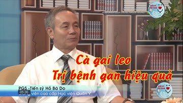Cà gai leo trị bệnh gan hiệu quả | Bác Sĩ Của Bạn || 2021