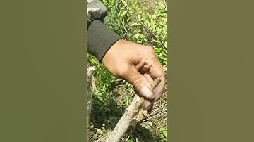 #shorts Các phương pháp ghép cây ăn quả khác nhau #công nghệ ghép #新Kế hoạch nông dân 2023 #trồng t