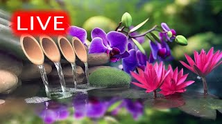 🔴 Relaxing Music 24/7, Calm Music, Yoga, Relaxing Sleep Meditation, Spa, Study Music, Nature Sounds