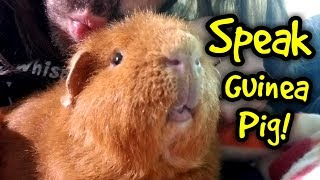 How to Speak Guinea Pig  Guinea Pig Whisperer!