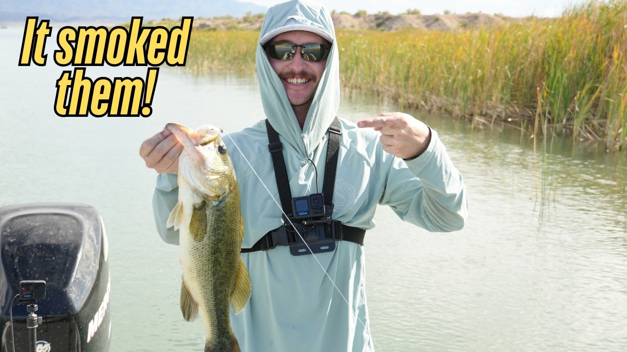 I tested a secret new bait on Lake Havasu!