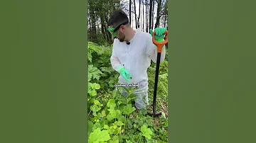 Как отличить борщевик Сосновского от Сибирского?