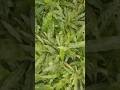 “Space Kam, Greenery Zyada 🌿 | #ecoventure #balconygarden #shortvideo