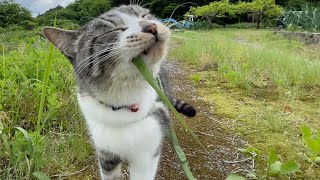 普段、猫のサバちゃんを散歩してる様子をお届け