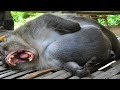 WooW...!! Very Pity Oldest Monkey Mr.Charlie Looks Like Very Tired And  Most Sadness 😭