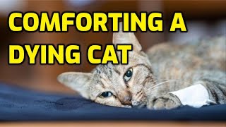 How To Comfort A Dying Cat?