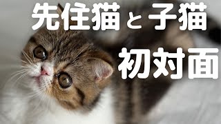 【エキゾチックショートヘア】先住猫と2匹目の子猫を初対面させたらまさかの結果に