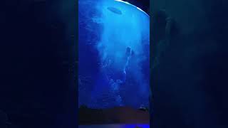釜山水族館-美人魚秀
