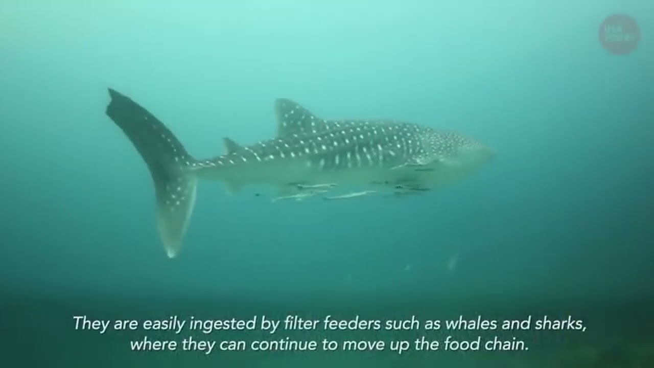 icy waste - Trial of the Golden Witch (with Lyrics)