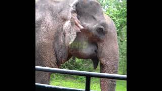 Massive Elephant At The Yala National Park | ヤーラ国立公園の巨大なゾウ | Animals | Wildlife | Elephant #Shorts