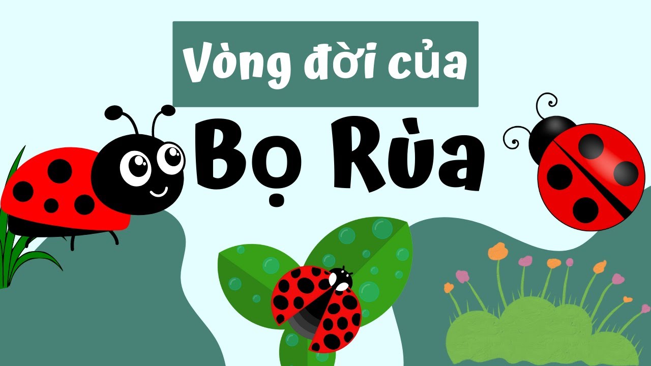 Vòng Đời Của Bọ Rùa Bao Nhiêu Ngày? Cùng Khám Phá Nhé! - YouTube
