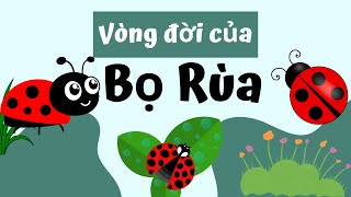 Vòng Đời Của Bọ Rùa Bao Nhiêu Ngày? Cùng Khám Phá Nhé!