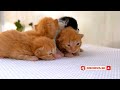 LINDOS GATINHOS DE VÁRIAS RAÇAS - gatos fofos