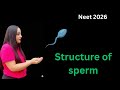 STRUCTURE OF SPERM | NEET 2026 AND 12 BOARD