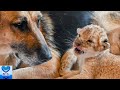 育児放棄された2頭の子ライオンを救ったのは1匹の犬でした。愛情を注ぐ姿に心温まる【感動】