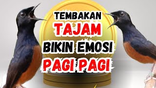 MURAI BATU GACOR AMPUH BUAT PANCINGAN murai batu MENJADIKAN murai batu cepat bunyi NYAUT emosi