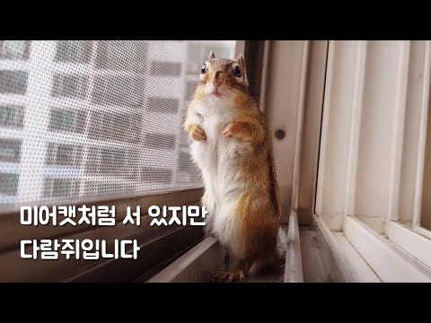 미어캣처럼 서 있지만 다람쥐입니다