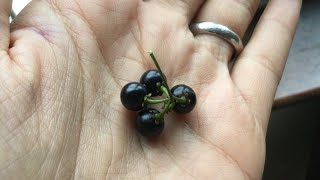 Foraging Black Nightshades : Umsobo \ Nastergal / Sunberry